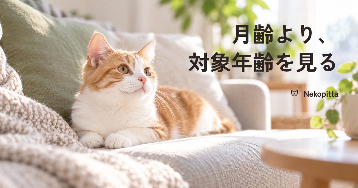 ソファのクッションにもたれて伏せ、顔を上げている茶白の猫